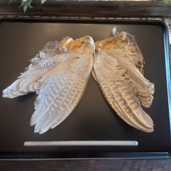 2 Ring Neck Rooster Pheasant Wings for Fly Fishing, Crafting, Etc... - Picture 4 of 4